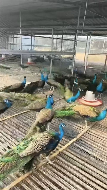 养殖环境实拍