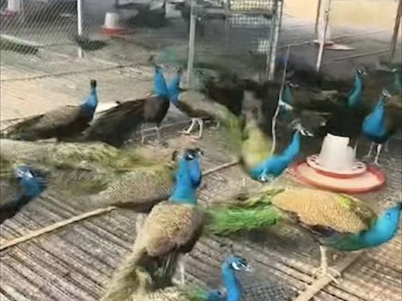 养殖环境实拍