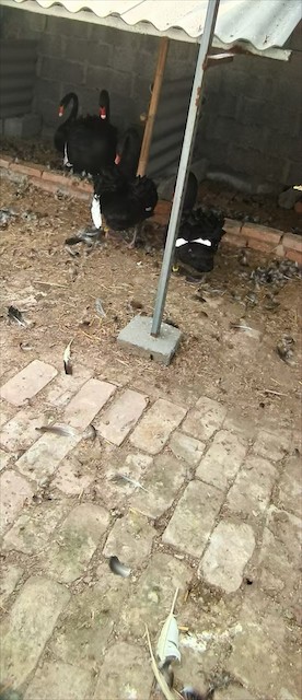 潮州市黑天鹅养殖供应商推荐与联系方式