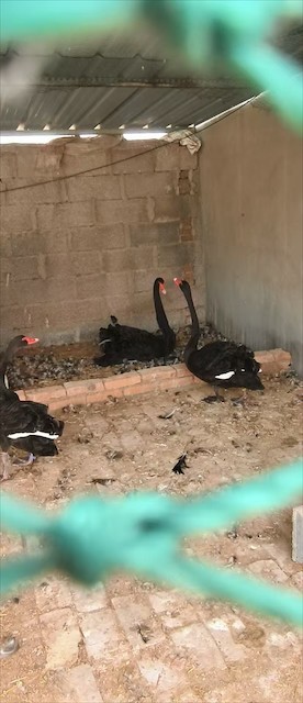 许昌市观赏黑天鹅养殖