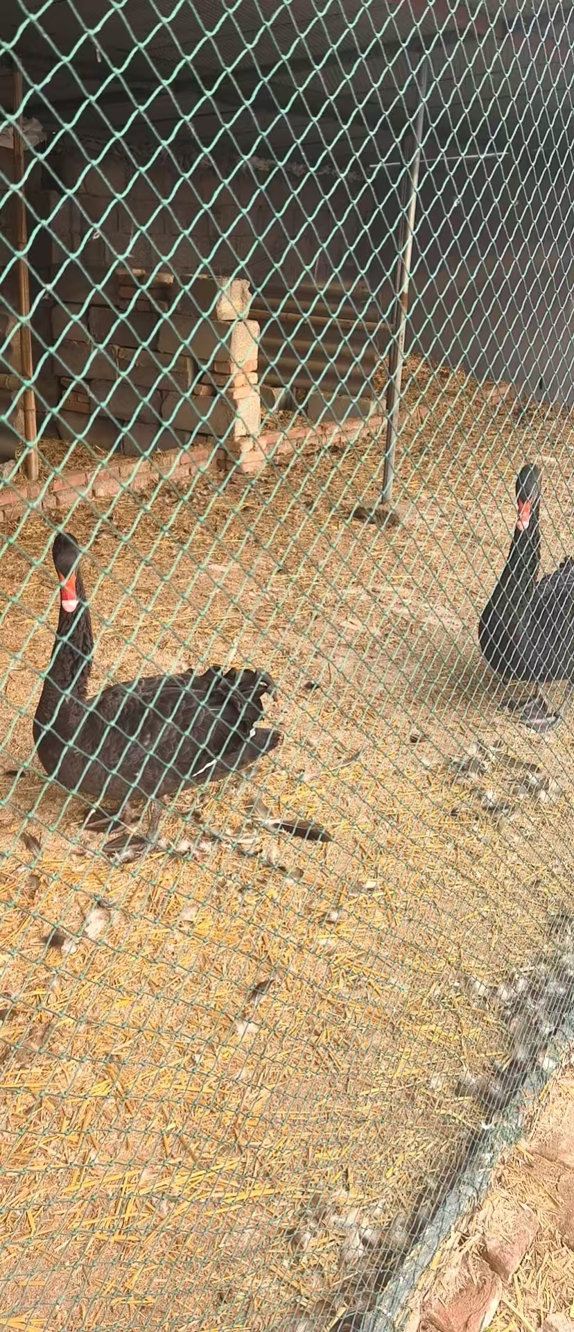 许昌市黑天鹅种蛋孵化