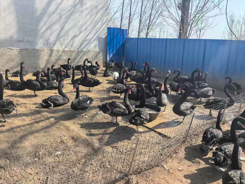 许昌市黑天鹅幼雏护理