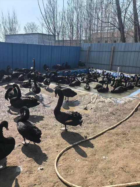 益阳市黑天鹅养殖哪家专业？供应商推荐与联系方式