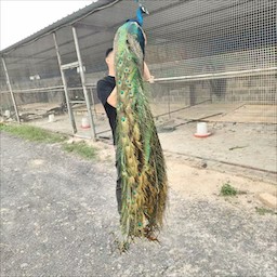 养殖环境