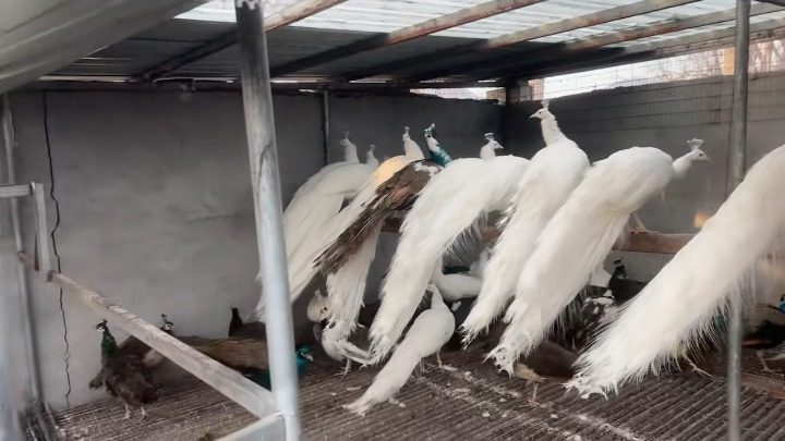 孔雀养殖展示